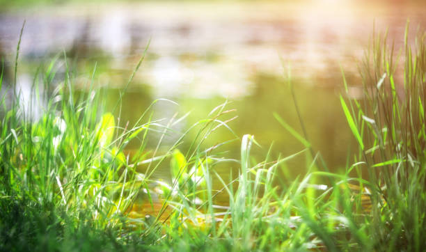 istock Green grass on a blurred beautiful natural background. Abstract wallpaper background. Grass background (selective focus) 1249454321
