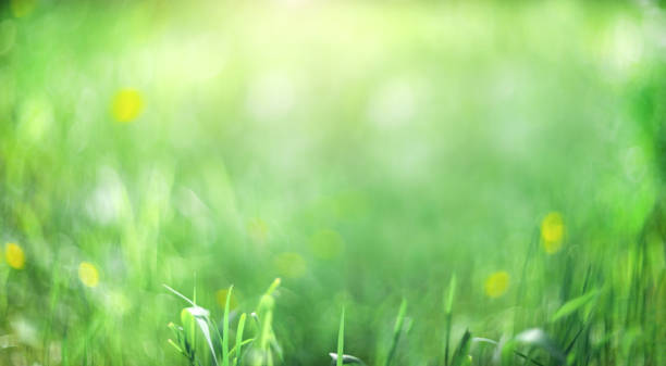 istock Green blurred background. Abstract wallpaper background. Grass background 1249454324