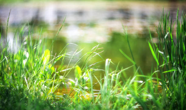 istock Green grass on a blurred beautiful natural background. Abstract wallpaper background. Grass background (selective focus) 1249454344