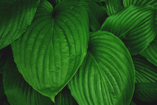 istock Texture of dark green tropical leaves. 1249454750