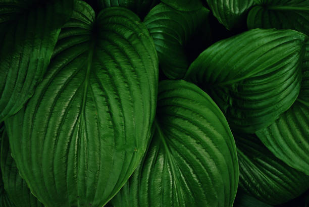 istock Texture of dark green tropical leaves. 1249455338