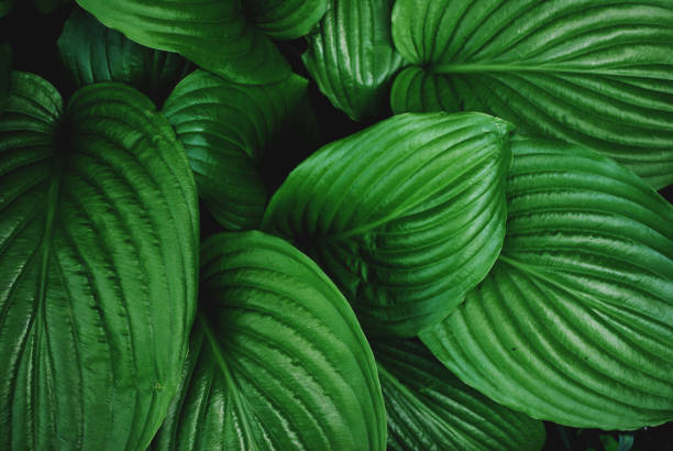 istock Texture of dark green tropical leaves. 1249455376