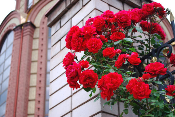 istock Beautiful large red roses weave along a brick wall 1249455487