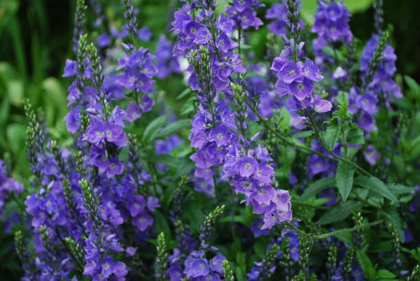 istock Little blue flowers in green grass 1249455525
