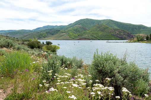 This shot was taken from the hill overlooking the dock and swimming area of a mountain lake in Utah.  Overnight and day campers are enjoying playing on the water.  The hill is in full bloom with wildflowers.