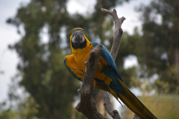 Pretty Blue and Gold Macaw Parrot on a Branch