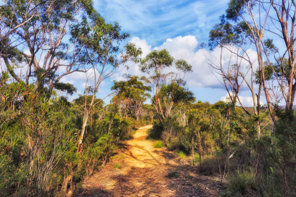BM Walls walk track gumtrees Walking track in Grand Canyon, Blue mountains of Australia. Authentic gumtrees woods on red soil of Australian outback. blue mountains australia photos stock pictures, royalty-free photos & images