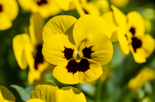 Macro Shot of Yellow Pansies or Violas