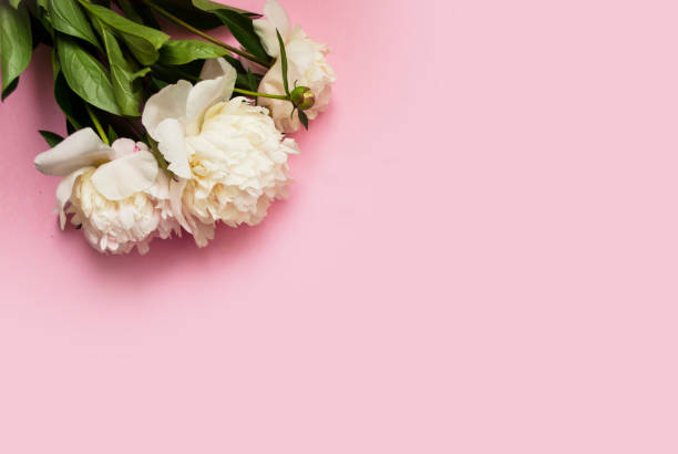 istock Bouquet of white peonies on a pink background. Place for text. 1249457287