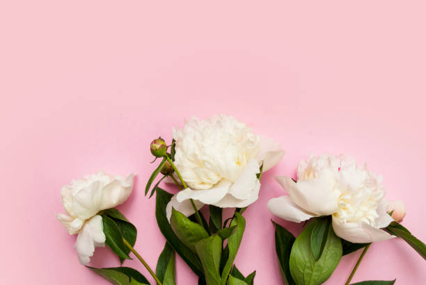 istock Bouquet of white peonies on a pink background. Place for text. 1249457498