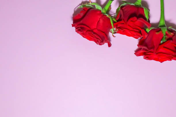 istock red roses on a purple background macro 1249458988
