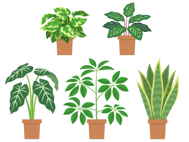 Illustration set of foliage plants Illustration set of foliage plants (Pothos, Calathea makoyana, Alocasia, Schefflera, Sansevieria) zebra plant stock illustrations