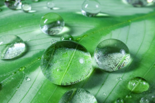 istock dew drops on a leaf on a beautiful background close up 1249461250