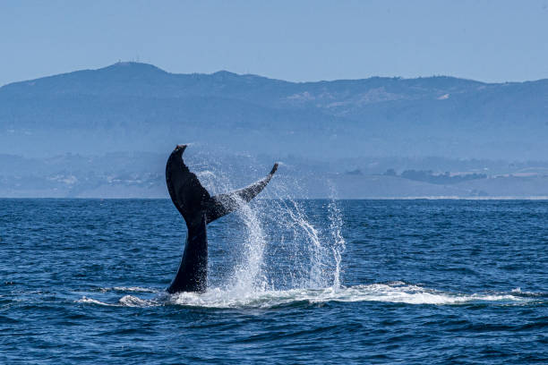 istock Humpback Whale with Tail Raised Above Ocean Surface 1249461474
