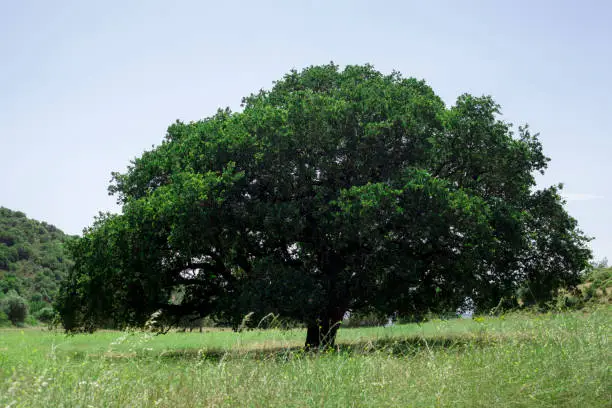 View of a huge Hackberry tree grown in middle of meadow. Izmir