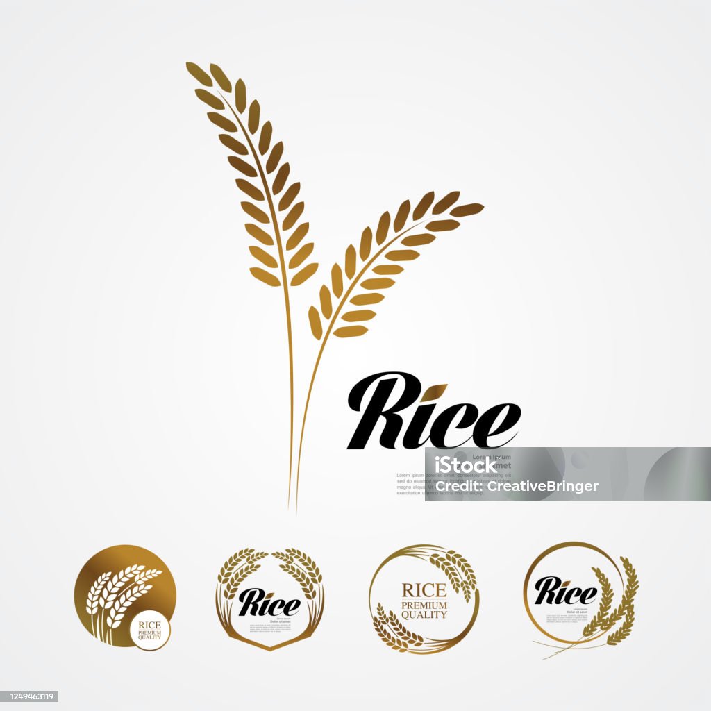 Premium Rice Lettering Premium Rice Great Quality Design Concept Vector Stock Illustration ...