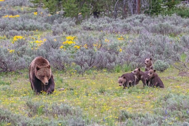 istock Bear mom hunts for food while cubs sit still -almost 1249463208