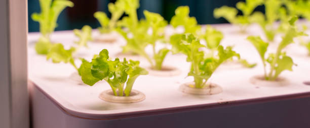 istock Organic hydroponic vegetable grow with LED Light Indoor farm,Agriculture Technology 1249463243