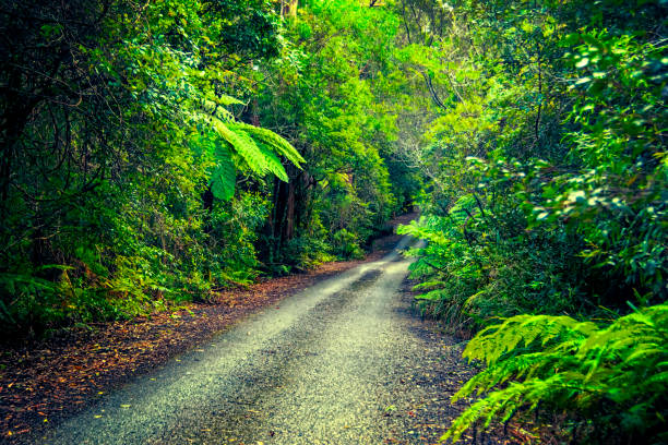 Back road in Springbrook National Park in the Gold Coast hinterland