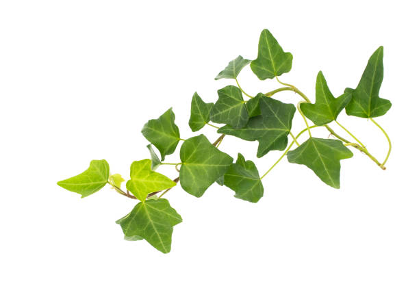 istock ivy leaves isolated on white 1249464743