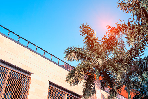buildings on a blue sky with palm tree