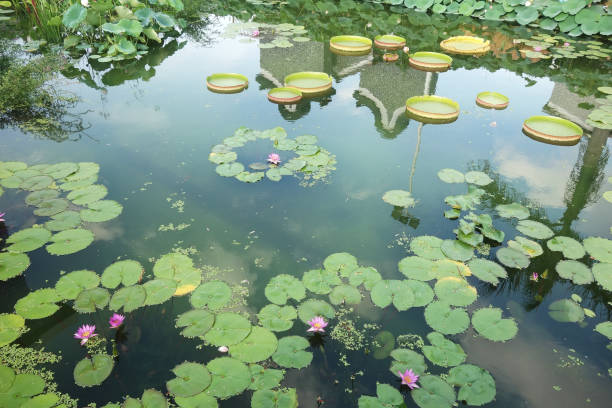 istock Huge floating lotus(Giant Amazon water lily,Victoria amazonia) leaves in pond. 1249465448