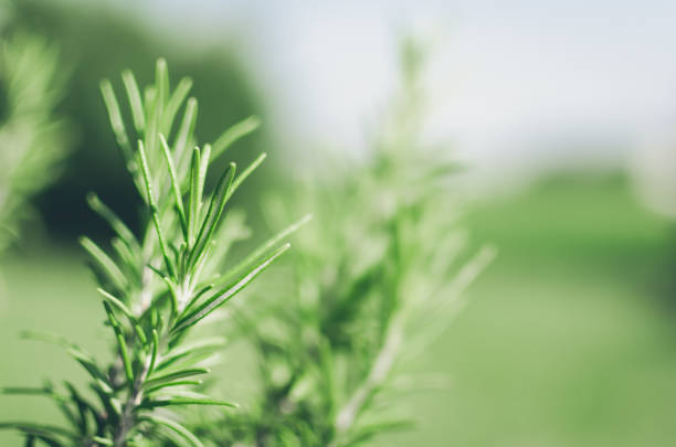 istock Fresh rosemary herb grow outdoor 1249465637