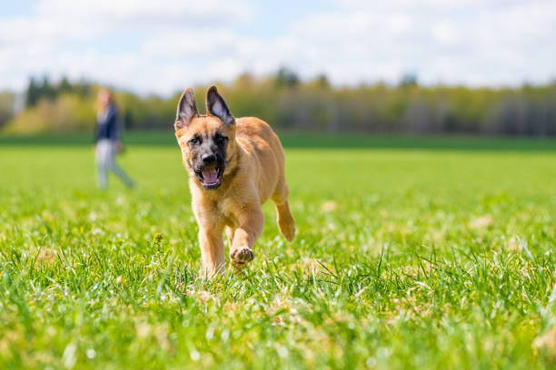 istock active mongrel dog running through the grass in the park 1249466029