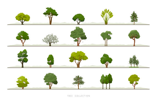 коллекция различных зеленых значков вектора дерева,  установленных на белом фоне - tree stock illustrations
