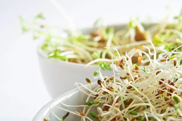 Close up (macro) of beansprouts in a white china bowl, with a further bowl in soft focus behind it.