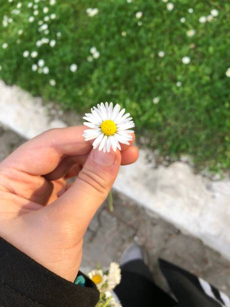 istock The woman`s hand and the daisy she held in her hand 1249467138