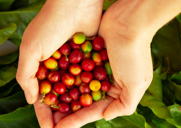ripe fruits of coffee plantation. stock photo