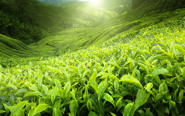 istock Tea plantation Cameron highlands, Malaysia 124946744