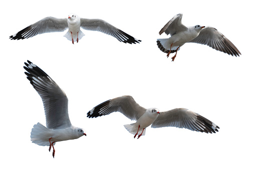 Thailand seagull in white background with clipping path