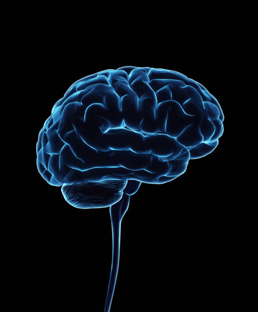 camino de recorte de cerebro humano incluido - brain human spine brain stem cerebellum fotografías e imágenes de stock