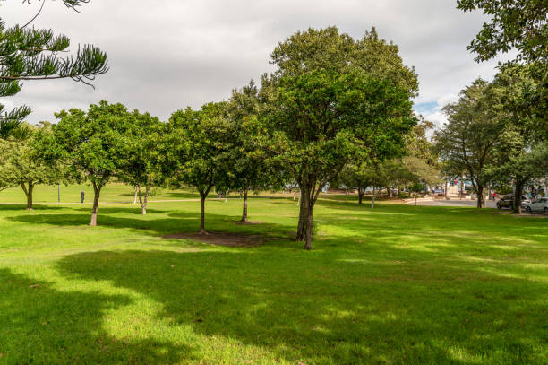 istock Big grass area with Trees at Sydney Eastern Suburbs 1249473280