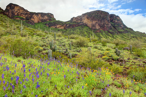Springtime in the Sonoran Desert near Tucson Arizona.