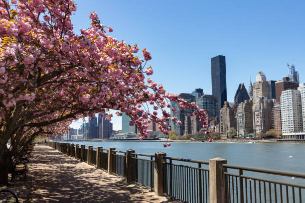 Empty Walkway with Pink Flowering Cherry Blossom Trees during Spring on Roosevelt Island in New York City with the Manhattan Skyline An empty walkway along the East River with pink flowering cherry blossom trees during spring with a view of the Midtown Manhattan skyline in New York City roosevelt island stock pictures, royalty-free photos & images