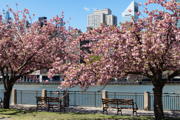 istock Empty Benches with Pink Flowering Cherry Blossom Trees during Spring along the East River on Roosevelt Island in New York City 1249475344