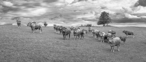 istock herd of cows in the field 1249475629