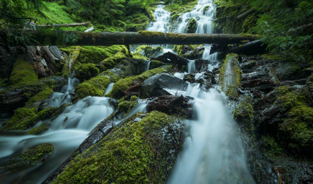 istock Proxy Falls in Oregon with mossy rocks and logs in the forest 1249477581
