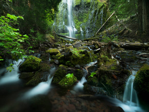 istock Proxy Falls in Oregon with mossy rocks and logs in the forest 1249478203