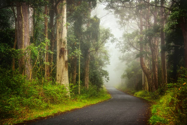 istock Foggy Road into the forest 1249479221