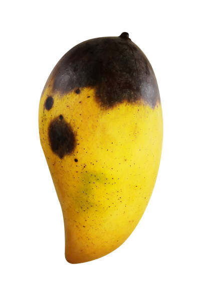 Mango Fruits Ripen And Rotten On A White Background Stock Photo - Download  Image Now - iStock