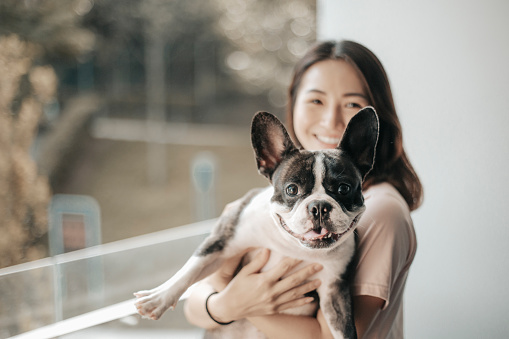 an asian chinese beautiful woman carrying her pet french bulldog at balcony bonding time