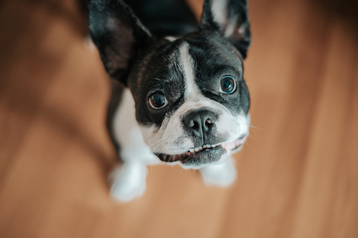 a french bulldog looking at camera from below on wood flooring