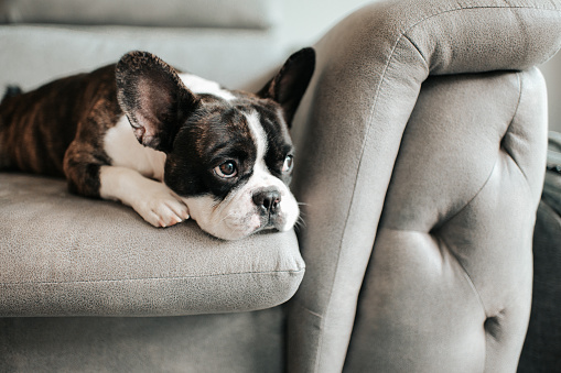 un bulldog francés aburrido acostado y descansando en el sofá mirando al aire libre photo