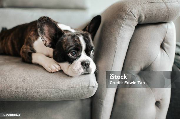 A Bored French Bulldog Lying Down And Resting On Sofa Looking Outside Stock Photo - Download Image Now