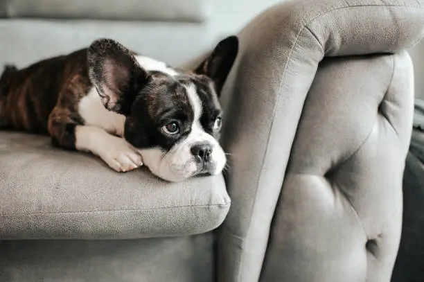 Photo of a bored french bulldog lying down and resting on sofa looking outside