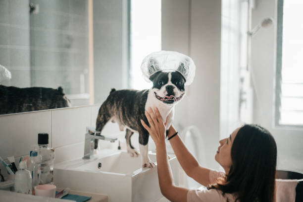 40+ Dog Grooming Mirror Pet Grooming Salon Stock Photos, Pictures &  Royalty-Free Images - iStock
